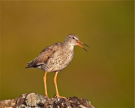simsearch:841-05783928,k - Common redshank (redshank) (Tringa totanus), Lake Myvatn, Iceland, Polar Regions Photographie de stock - Rights-Managed, Code: 841-07523875