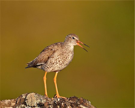 simsearch:841-07523376,k - Common redshank (redshank) (Tringa totanus), Lake Myvatn, Iceland, Polar Regions Foto de stock - Con derechos protegidos, Código: 841-07523875