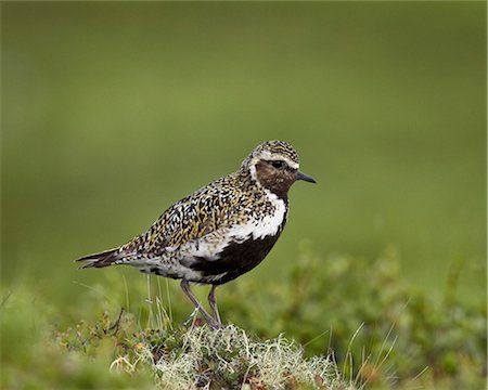 simsearch:841-07523384,k - European golden plover (Pluvialis apricaria), Lake Myvatn, Iceland, Polar Regions Stock Photo - Rights-Managed, Code: 841-07523877