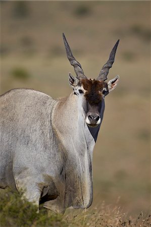 Common eland (Taurotragus oryx) buck, Mountain Zebra National Park, South Africa, Africa Stock Photo - Rights-Managed, Code: 841-07523886
