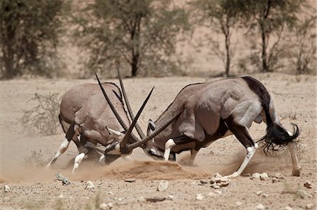 Two gemsbok (South African oryx) (Oryx gazella) fighting, Kgalagadi Transfrontier Park, encompassing the former Kalahari Gemsbok National Park, South Africa, Africa Stock Photo - Rights-Managed, Code: 841-07523894