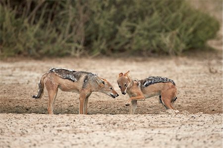 simsearch:841-03060900,k - Two black-backed jackal (silver-backed jackal) (Canis mesomelas), Kgalagadi Transfrontier Park, encompassing the former Kalahari Gemsbok National Park, South Africa, Africa Foto de stock - Con derechos protegidos, Código: 841-07523899