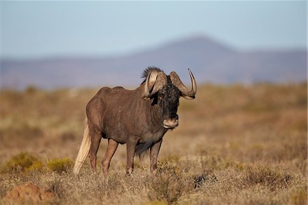 Black wildebeest (white-tailed gnu) (Connochaetes gnou), Mountain Zebra National Park, South Africa, Africa Photographie de stock - Rights-Managed, Code: 841-07523890