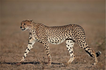 Cheetah (Acinonyx jubatus), Kgalagadi Transfrontier Park, encompassing the former Kalahari Gemsbok National Park, South Africa, Africa Stock Photo - Rights-Managed, Code: 841-07523900