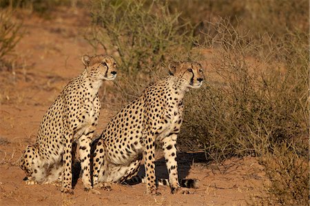 Two cheetah (Acinonyx jubatus), Kgalagadi Transfrontier Park, encompassing the former Kalahari Gemsbok National Park, South Africa, Africa Stock Photo - Rights-Managed, Code: 841-07523901