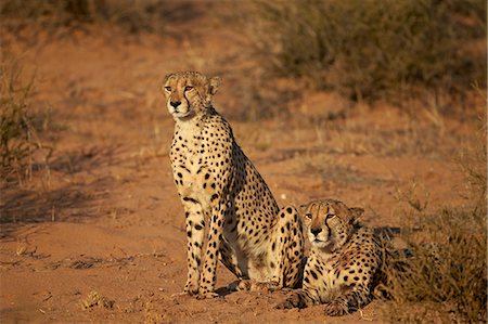 Two cheetah (Acinonyx jubatus), Kgalagadi Transfrontier Park, encompassing the former Kalahari Gemsbok National Park, South Africa, Africa Stock Photo - Rights-Managed, Code: 841-07523902