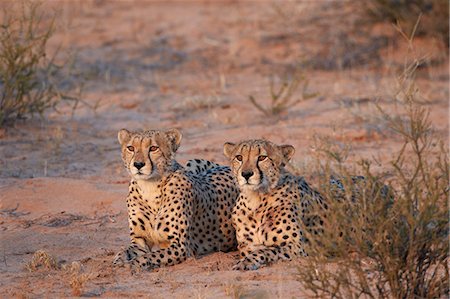 Two cheetah (Acinonyx jubatus), Kgalagadi Transfrontier Park, encompassing the former Kalahari Gemsbok National Park, South Africa, Africa Photographie de stock - Rights-Managed, Code: 841-07523903