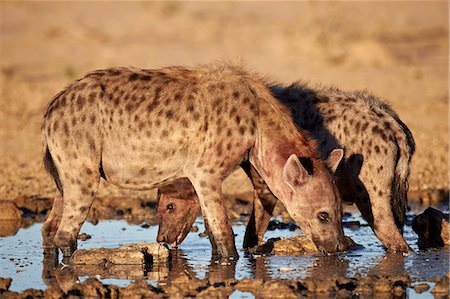 Two spotted hyena (spotted hyaena) (Crocuta crocuta) drinking, Kgalagadi Transfrontier Park, encompassing the former Kalahari Gemsbok National Park, South Africa, Africa Stock Photo - Rights-Managed, Code: 841-07523919