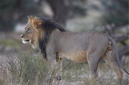 Lion (Panthera leo), Kgalagadi Transfrontier Park, encompassing the former Kalahari Gemsbok National Park, South Africa, Africa Stock Photo - Rights-Managed, Code: 841-07523910