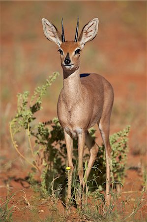 Steenbok (Raphicerus campestris) buck, Kgalagadi Transfrontier Park, encompassing the former Kalahari Gemsbok National Park, South Africa, Africa Stock Photo - Rights-Managed, Code: 841-07523924