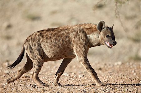 Spotted hyena) (spotted hyaena) (Crocuta crocuta), Kgalagadi Transfrontier Park, encompassing the former Kalahari Gemsbok National Park, South Africa, Africa Photographie de stock - Rights-Managed, Code: 841-07523925