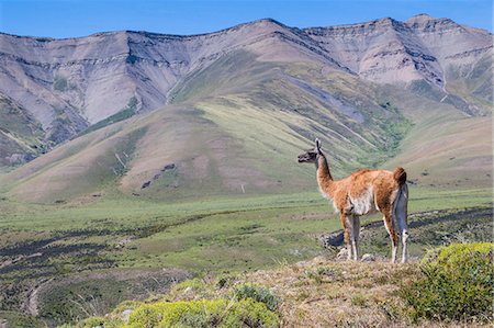 Guanaco (Lama Guanicoe), Torres del Paine National Park, Patagonia, Chile, South America Stockbilder - Lizenzpflichtiges, Bildnummer: 841-07523981