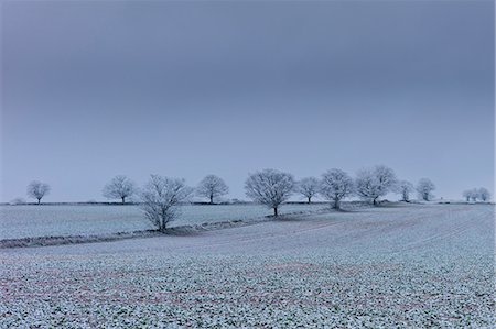 simsearch:841-07540396,k - Hoar frost on trees and fields in frosty wintry landscape in The Cotswolds, Oxfordshire, UK Foto de stock - Con derechos protegidos, Código: 841-07540384