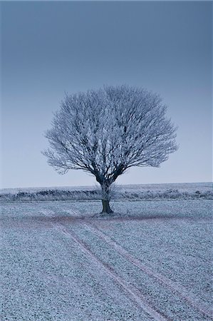 Hoar frost on tree and field in frosty wintry landscape in The Cotswolds, Oxfordshire, UK Photographie de stock - Rights-Managed, Code: 841-07540383