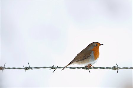 Robin on barbed wire by snowy hillside in The Cotswolds, UK Stock Photo - Rights-Managed, Code: 841-07540397