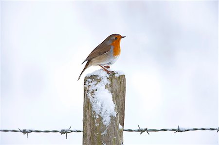 Robin on post by barbed wire by snowy hillside in The Cotswolds, UK Stock Photo - Rights-Managed, Code: 841-07540398