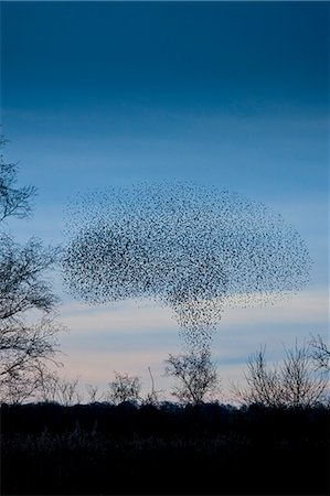 flying bird with tree - Starlings, a murmuration of a million birds, in mushroom cloud shape as they drop to roost on Avalon Marshes, UK Photographie de stock - Rights-Managed, Code: 841-07540412