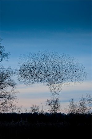 flying bird shape - Starlings, a murmuration of a million birds, in mushroom cloud shape as they drop to roost on Avalon Marshes, UK Stock Photo - Rights-Managed, Code: 841-07540412