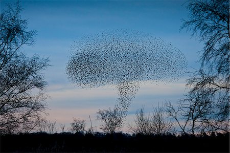 skyline, sky - Starlings, a murmuration of a million birds, in mushroom cloud shape as they drop to roost on Avalon Marshes, UK Stock Photo - Rights-Managed, Code: 841-07540413