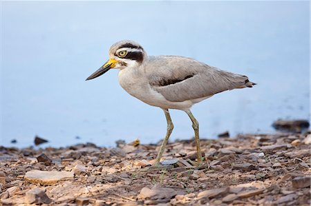 pluvier - Indian Stone Plover bird, Burhinus oedicnemus indicus, in Ranthambhore National Park, Rajasthan, Northern India Photographie de stock - Rights-Managed, Code: 841-07540424