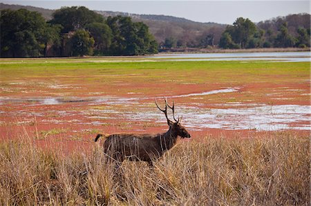 Indian Sambar, Rusa unicolor, male deer in Rajbagh Lake in Ranthambhore National Park, Rajasthan, India Stock Photo - Rights-Managed, Code: 841-07540425