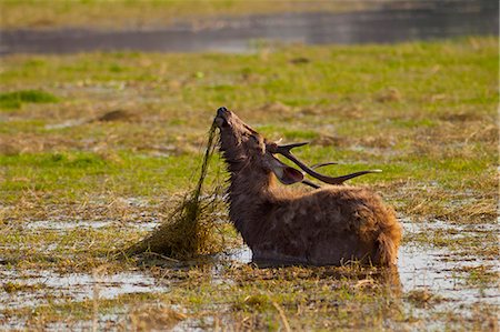 Indian Sambar, Rusa unicolor, male deer feeding in Rajbagh Lake in Ranthambhore National Park, Rajasthan, India Photographie de stock - Rights-Managed, Code: 841-07540427