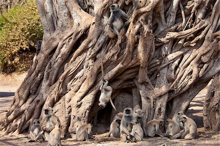 rainforest camouflage - Indian Langur monkeys, Presbytis entellus, in Banyan Tree in Ranthambhore National Park, Rajasthan, Northern India Stock Photo - Rights-Managed, Code: 841-07540422