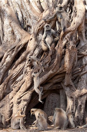 Indian Langur monkeys, Presbytis entellus, in Banyan Tree in Ranthambhore National Park, Rajasthan, Northern India Stock Photo - Rights-Managed, Code: 841-07540423