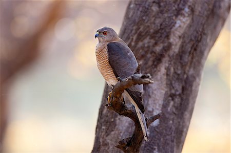 simsearch:841-07540440,k - Shikra Hawk bird of prey, Accipiter Badius, in Ranthambhore National Park, Rajasthan, Northern India Stock Photo - Rights-Managed, Code: 841-07540434