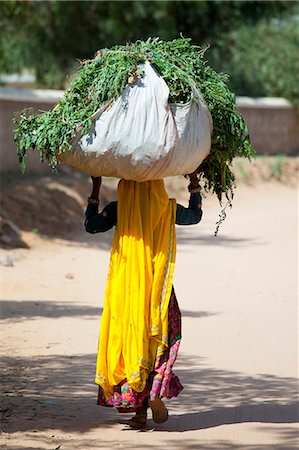 Indian woman villager working at farm smallholding carrying animal feed at Sawai Madhopur near Ranthambore in Rajasthan, India Photographie de stock - Rights-Managed, Code: 841-07540436