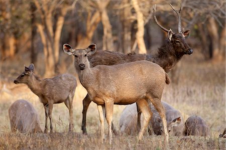 Indian Sambar, Rusa unicolor, deer herd in Ranthambhore National Park, Rajasthan, India Foto de stock - Con derechos protegidos, Código: 841-07540439