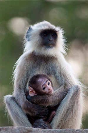 Indian Langur monkeys, Presbytis entellus, female and baby in Ranthambore National Park, Rajasthan, India Photographie de stock - Rights-Managed, Code: 841-07540433