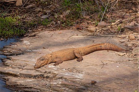 ranthambore national park - Indian marsh crocodile, Crocodylus palustris, young Swamp Crocodile in Ranthambhore National Park, Rajasthan, Northern India Stock Photo - Rights-Managed, Code: 841-07540443