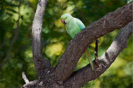 simsearch:841-07540467,k - Indian Rose-Ringed Parakeet, Psittacula krameri, on tree branch in village of Nimaj, Rajasthan, Northern India Photographie de stock - Rights-Managed, Code: 841-07540458