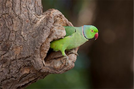 Indian Rose-Ringed Parakeet, Psittacula krameri, in tree hole in village of Nimaj, Rajasthan, Northern India Photographie de stock - Rights-Managed, Code: 841-07540459