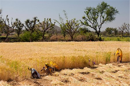 simsearch:841-06031279,k - Barley crop being harvested by local agricultural workers in fields at Nimaj, Rajasthan, Northern India Foto de stock - Con derechos protegidos, Código: 841-07540450