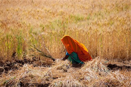 daily routine - Barley crop being harvested by local agricultural workers in fields at Nimaj, Rajasthan, Northern India Stock Photo - Rights-Managed, Code: 841-07540451