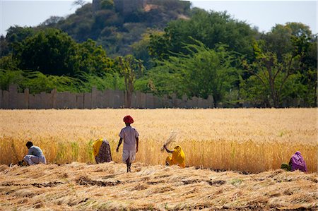 Barley crop being harvested by local agricultural workers watched by farmer in fields at Nimaj, Rajasthan, Northern India Foto de stock - Con derechos protegidos, Código: 841-07540453