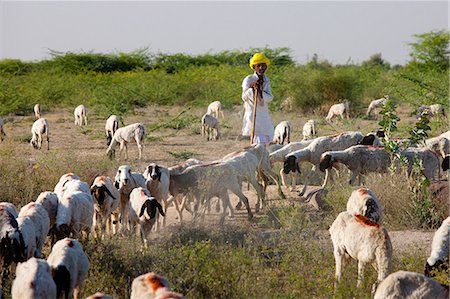 shepherd and sheep - Goatherd with herd of goats in farming scene near Rohet, Rajasthan, Northern India Stock Photo - Rights-Managed, Code: 841-07540464