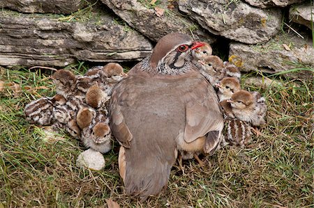 simsearch:700-09245592,k - Red-Legged Partridge hen (French Partridge) Alectoris rufa, with newborn chicks, one under wing, The Cotswolds, UK Stock Photo - Rights-Managed, Code: 841-07540485