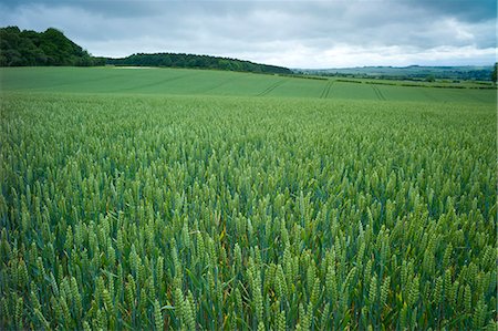 Wheat field cereal crop in The Cotswolds, Oxfordshire, UK Foto de stock - Direito Controlado, Número: 841-07540489