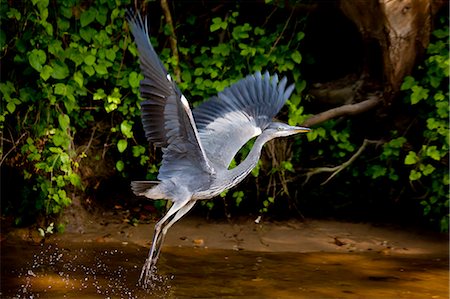 Grey Heron bird, Ardea cinerea, taking flight from the River Thames in Berkshire, UK Photographie de stock - Rights-Managed, Code: 841-07540481