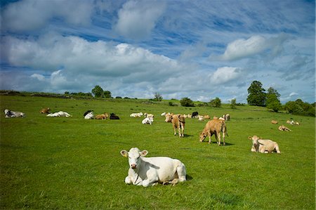Herd of cattle in meadow, The Cotswolds, Oxfordshire, UK Stock Photo - Rights-Managed, Code: 841-07540482