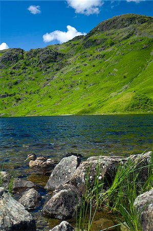 simsearch:862-03731192,k - Mallard ducks in lakeland countryside at Easedale Tarn lake in the Lake District National Park, Cumbria, UK Photographie de stock - Rights-Managed, Code: 841-07540507