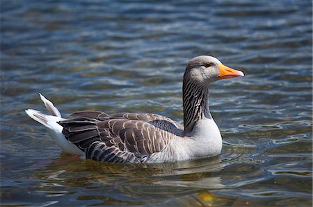 simsearch:841-06617190,k - Graylag goose, Anser anser, on Tarn Hows lake, in the Lake District National Park, Cumbria, UK Foto de stock - Con derechos protegidos, Código: 841-07540518
