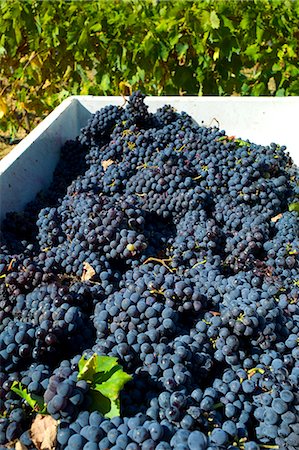 ripening - Freshly-picked bunches of Sangiovese Chianti Classico grapes at Pontignano in Chianti region of Tuscany, Italy Stock Photo - Rights-Managed, Code: 841-07540583