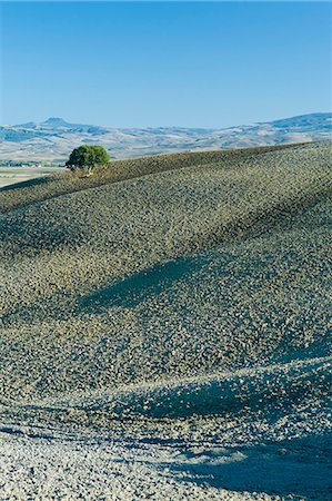 drought and dried tree - Undulating hills by San Quirico d'Orcia, in the Val D'Orcia area of Tuscany, Italy Stock Photo - Rights-Managed, Code: 841-07540594