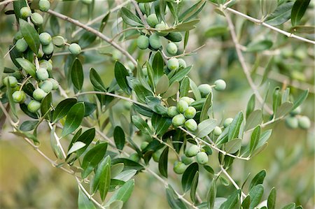 Olive branch on tree in Val D'Orcia, Tuscany, Italy Stock Photo - Rights-Managed, Code: 841-07540599