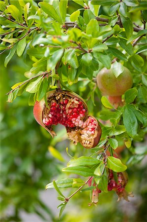 edible fruit - Pomegranate tree, Punica granatum, in Val D'Orcia, Tuscany, Italy Stock Photo - Rights-Managed, Code: 841-07540600