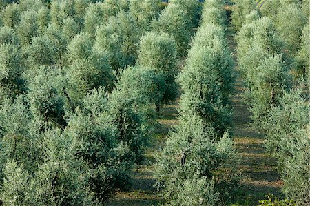 Olive grove of traditional olive trees near Montalcino in Val D'Orcia, Tuscany, Italy Foto de stock - Con derechos protegidos, Código: 841-07540611